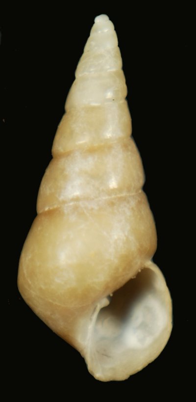 Odostomia gigante